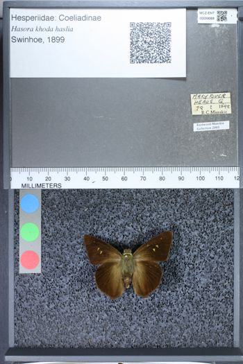 Media type: image;   Entomology 59068